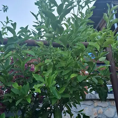 Summer Tisno